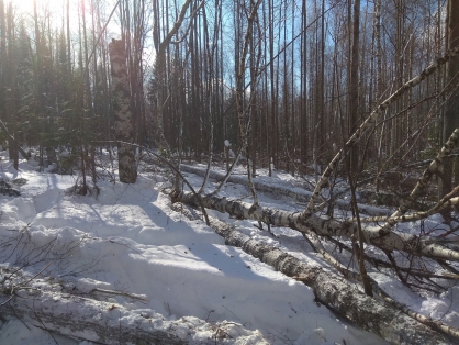 В Омутнинском районе вальщик леса признан виновным в причинении смерти по неосторожности